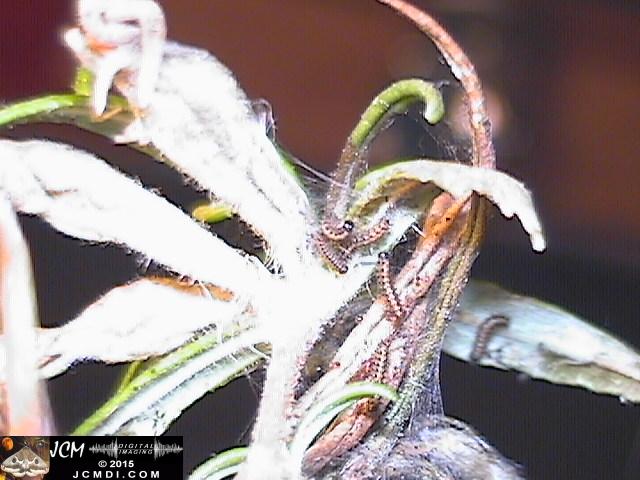 Chalcedon Checkerspot (Euphydryas chalcedona) tiny 1st instar larvae